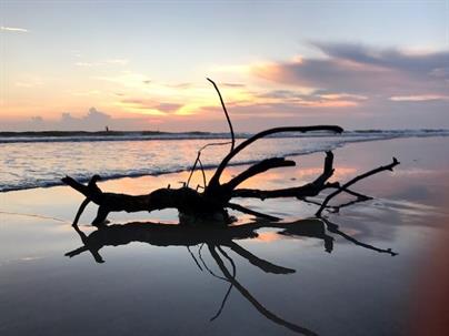 Driftwood